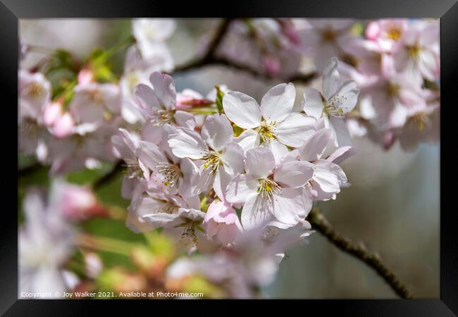 Pale pink Prunus Pandora blossom in early spring  Framed Print by Joy Walker