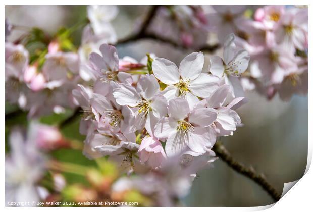 Pale pink Prunus Pandora blossom in early spring  Print by Joy Walker