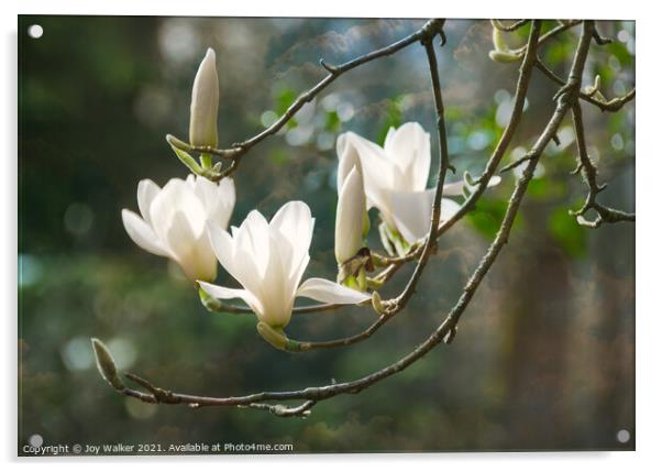 Magnolia Denudata Columbus Acrylic by Joy Walker