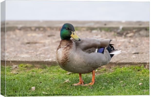 Mallard or drake on the bank of the River Bure, Horning Canvas Print by Chris Yaxley