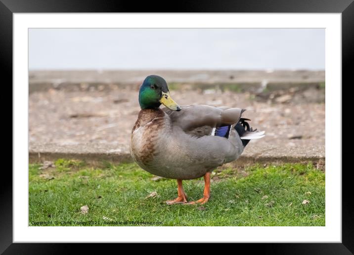 Mallard or drake on the bank of the River Bure, Horning Framed Mounted Print by Chris Yaxley