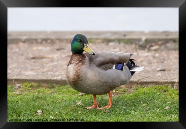 Mallard or drake on the bank of the River Bure, Horning Framed Print by Chris Yaxley