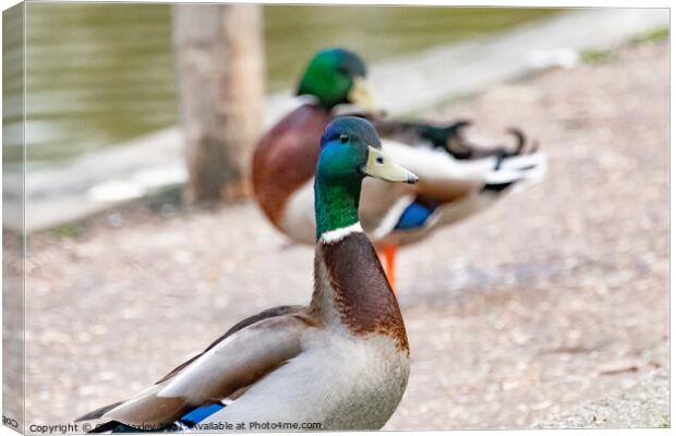 Portrait of a drake or mallard duck on the bank of the River Bure, Norfolk Canvas Print by Chris Yaxley