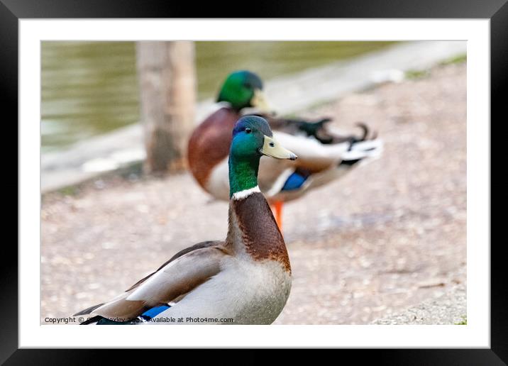 Portrait of a drake or mallard duck on the bank of the River Bure, Norfolk Framed Mounted Print by Chris Yaxley