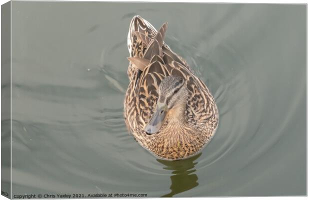 A hen or mallard duck swimming along the River Bure, Horning Canvas Print by Chris Yaxley