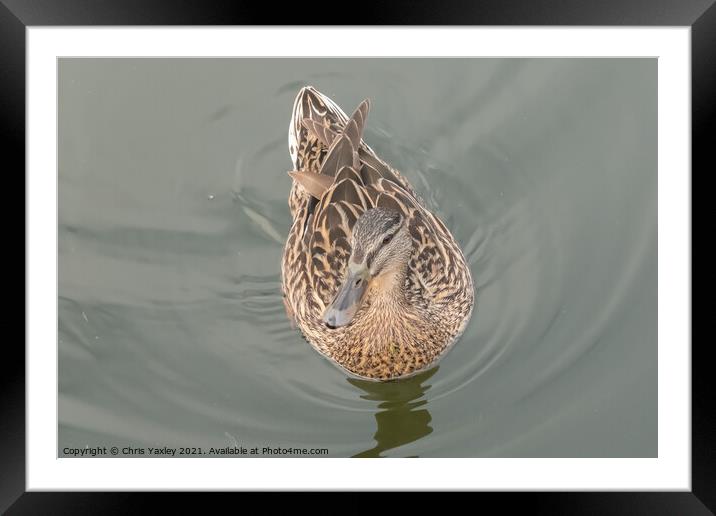 A hen or mallard duck swimming along the River Bure, Horning Framed Mounted Print by Chris Yaxley