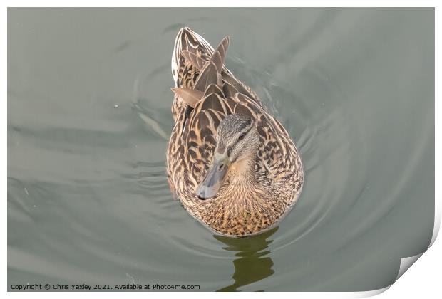 A hen or mallard duck swimming along the River Bure, Horning Print by Chris Yaxley