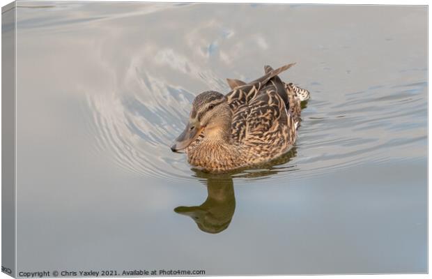 A hen or mallard duck on the River Bure, Horning Canvas Print by Chris Yaxley