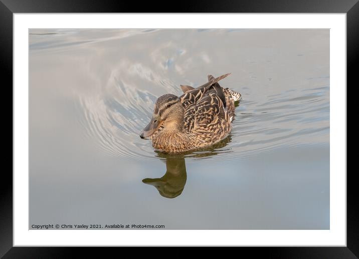 A hen or mallard duck on the River Bure, Horning Framed Mounted Print by Chris Yaxley
