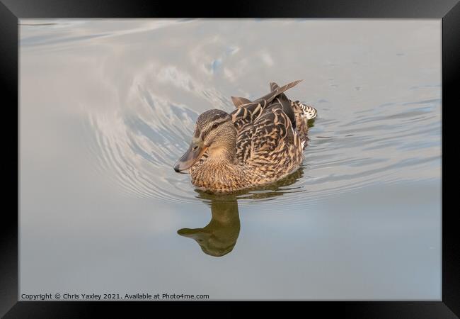A hen or mallard duck on the River Bure, Horning Framed Print by Chris Yaxley