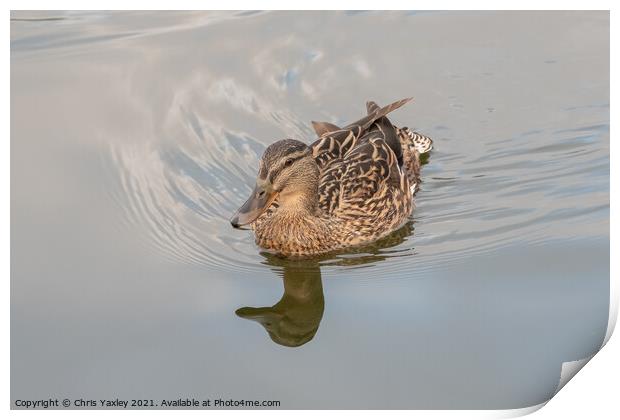 A hen or mallard duck on the River Bure, Horning Print by Chris Yaxley