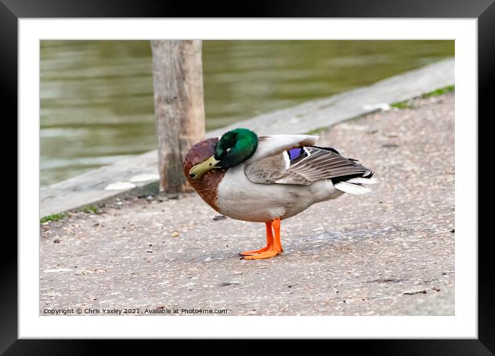 A drake or mallard duck preening on the bank of the River Bure, Horning Framed Mounted Print by Chris Yaxley