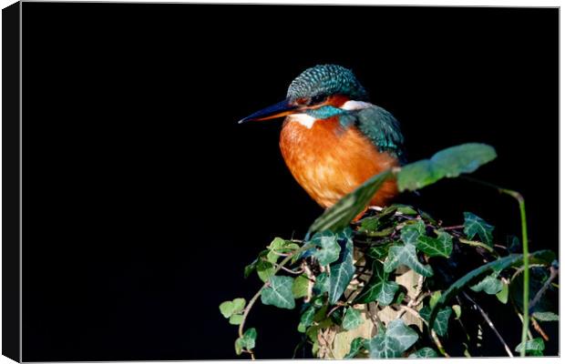 Kingfisher on Ivy  Canvas Print by Moi Hicks