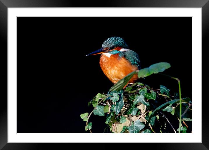 Kingfisher on Ivy  Framed Mounted Print by Moi Hicks
