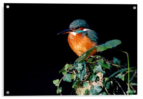 Kingfisher on Ivy  Acrylic by Moi Hicks