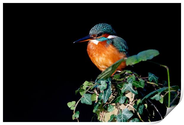 Kingfisher on Ivy  Print by Moi Hicks
