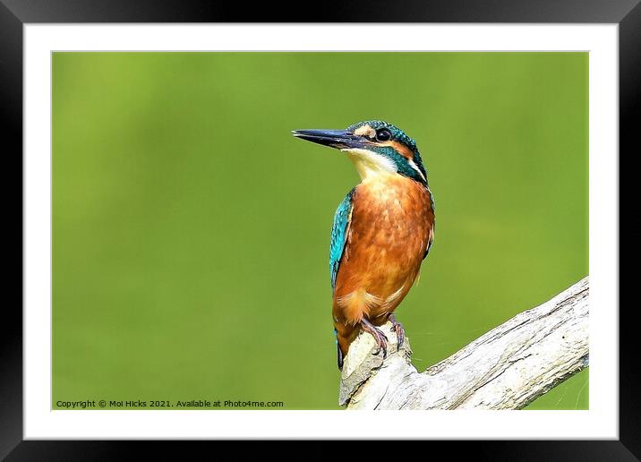 Kingfisher on branch Framed Mounted Print by Moi Hicks