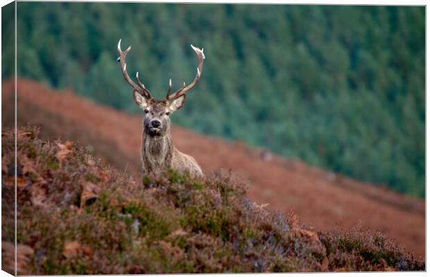 Royal Stag Canvas Print by Macrae Images
