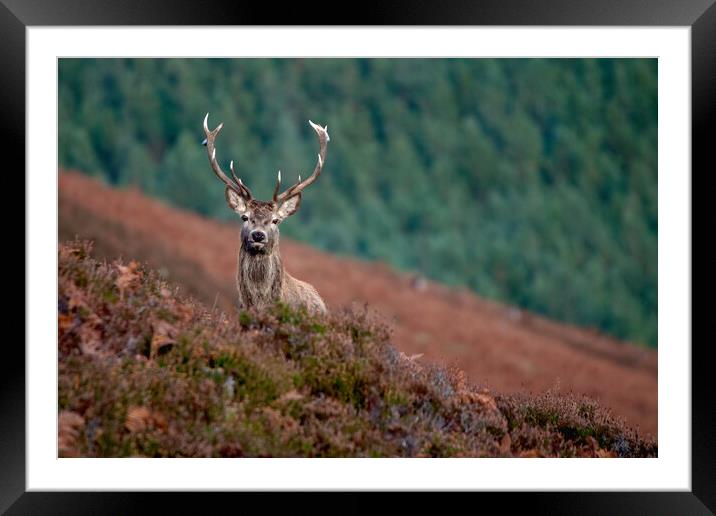 Royal Stag Framed Mounted Print by Macrae Images