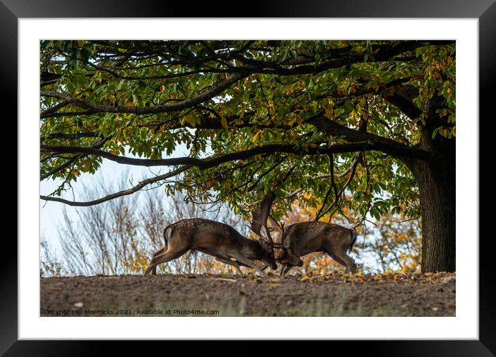 Rutting Fallow Deer Bucks Framed Mounted Print by Moi Hicks