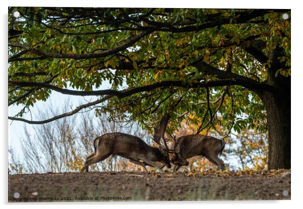 Rutting Fallow Deer Bucks Acrylic by Moi Hicks
