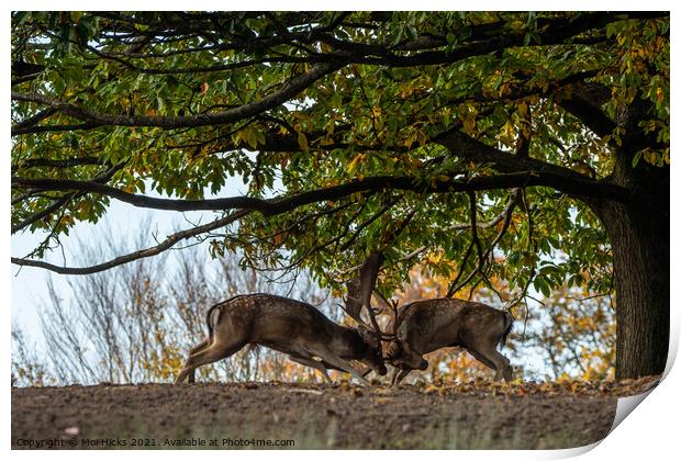 Rutting Fallow Deer Bucks Print by Moi Hicks