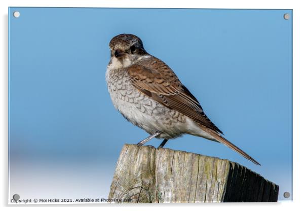  bird red backed shrike Acrylic by Moi Hicks