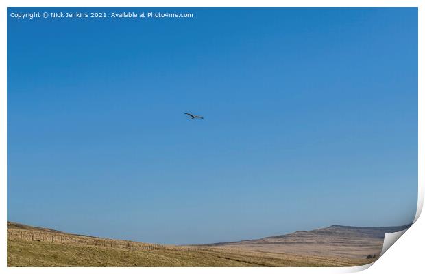 Red Kite Milvus Milvus flying over the Black Mount Print by Nick Jenkins
