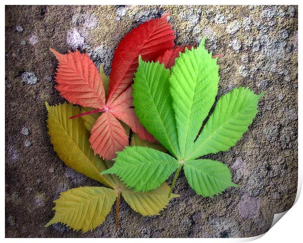 Seasoned Leaves Print by Ray Pritchard