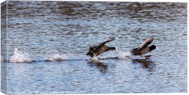 Coots Racing. Canvas Print by Allan Bell