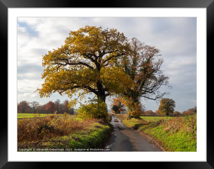 Autumn Oak Trees in the Lane Framed Mounted Print by Elizabeth Debenham