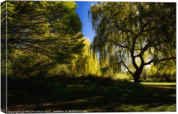 Weeping willow trees in the soft summer light 462  Canvas Print by PHILIP CHALK