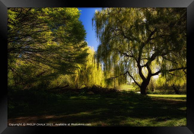 Weeping willow trees in the soft summer light 462  Framed Print by PHILIP CHALK