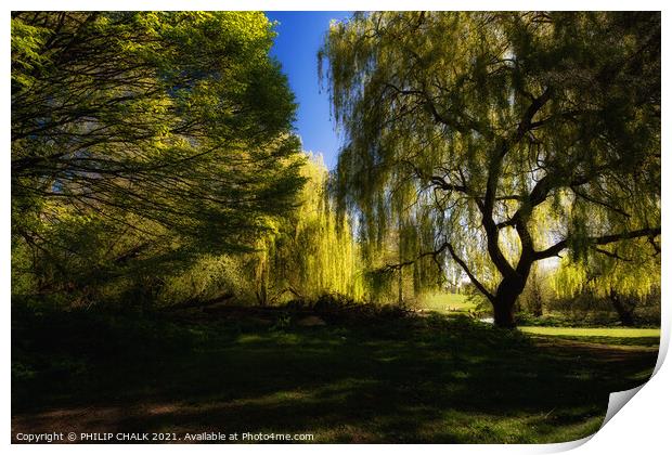Weeping willow trees in the soft summer light 462  Print by PHILIP CHALK