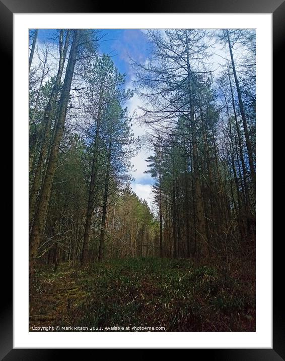 A walk in the Woods  Framed Mounted Print by Mark Ritson