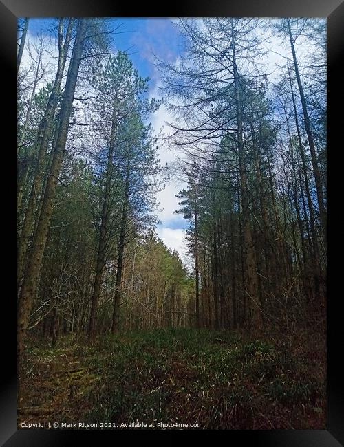A walk in the Woods  Framed Print by Mark Ritson
