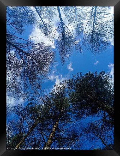 The Tree Tops  Framed Print by Mark Ritson