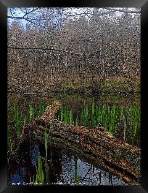 A Pond in the Woods  Framed Print by Mark Ritson