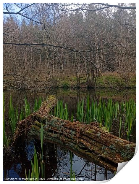 A Pond in the Woods  Print by Mark Ritson
