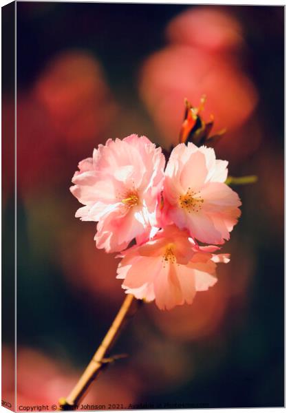 Sunlit spring Cherry Blossom Canvas Print by Simon Johnson