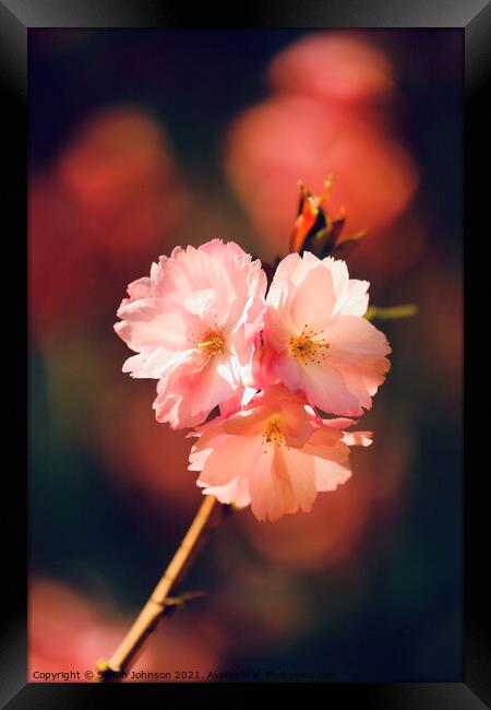 Sunlit spring Cherry Blossom Framed Print by Simon Johnson