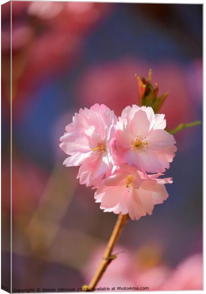 Spring Cherry Blossom Canvas Print by Simon Johnson