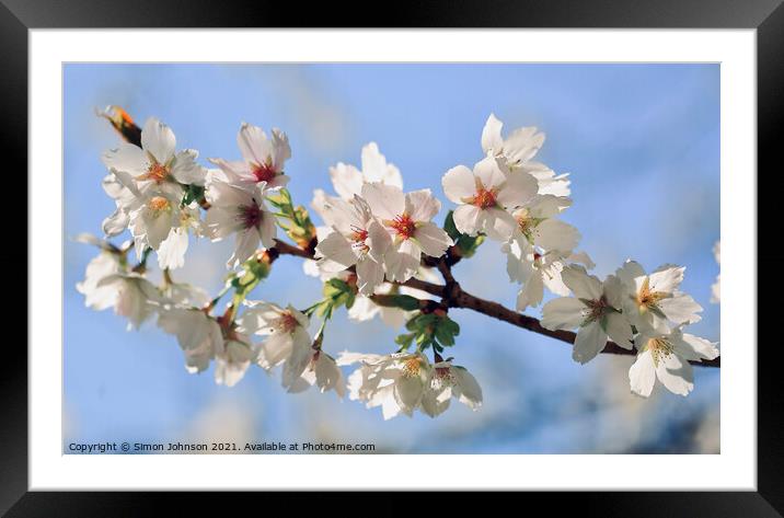  Blossom in the wind Framed Mounted Print by Simon Johnson