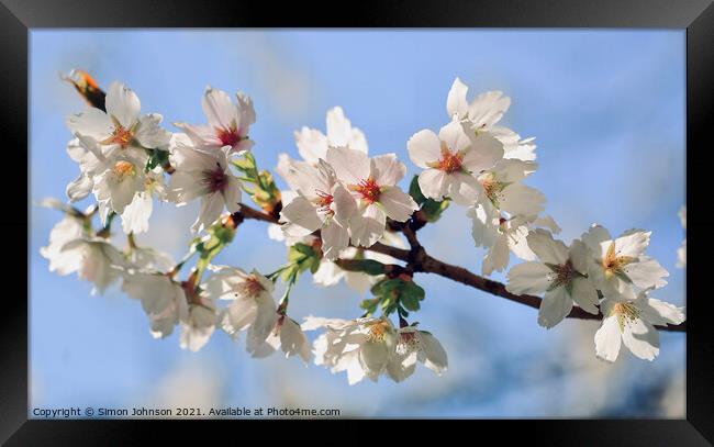  Blossom in the wind Framed Print by Simon Johnson