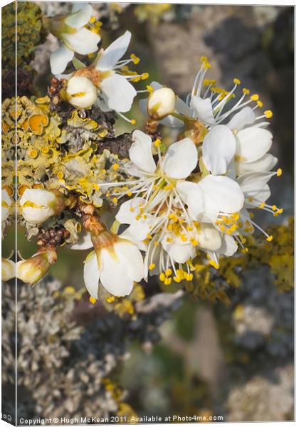 White Blackthorn (Prunus spinosa) flowers Canvas Print by Hugh McKean