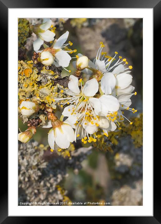 White Blackthorn (Prunus spinosa) flowers Framed Mounted Print by Hugh McKean