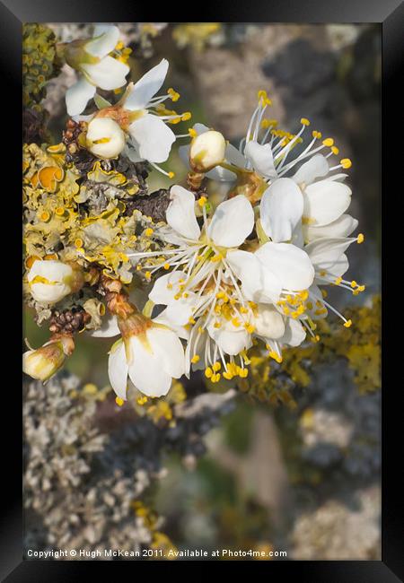White Blackthorn (Prunus spinosa) flowers Framed Print by Hugh McKean