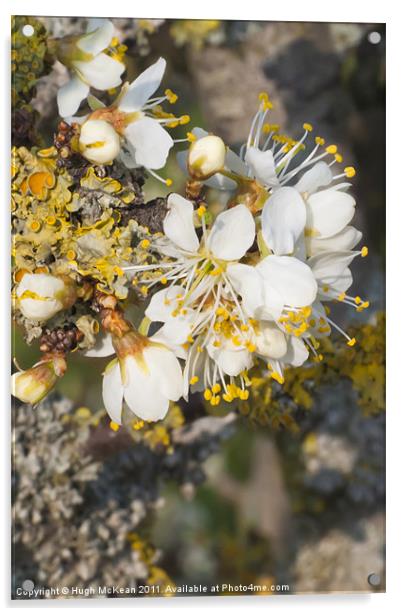 White Blackthorn (Prunus spinosa) flowers Acrylic by Hugh McKean