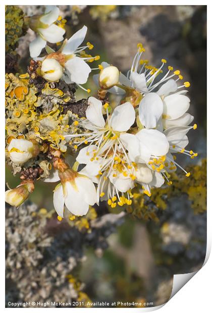 White Blackthorn (Prunus spinosa) flowers Print by Hugh McKean