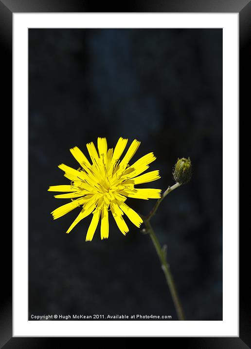 Plant, Common Hawkweed, Hieracium lachenalii or vu Framed Mounted Print by Hugh McKean
